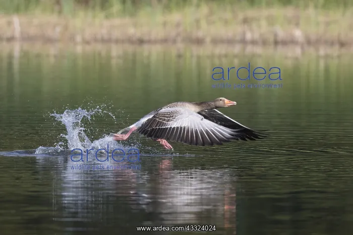 : Greylag Goose - adult bird taking-off from water : Greylag Goose - adult bird taking-off from water