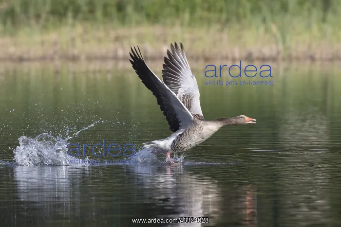 : Greylag Goose - adult bird taking-off from water : Greylag Goose - adult bird taking-off from water