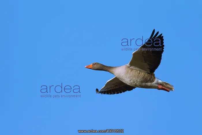  : Greylag Goose adult in flight