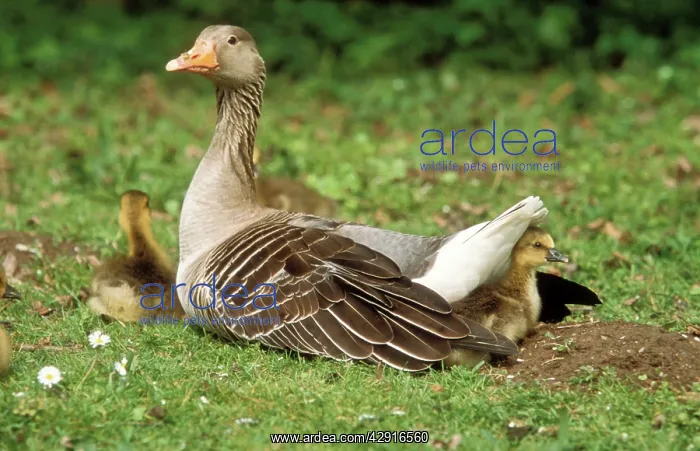 : Greylag GOOSE - adult lying down with goslings : Greylag GOOSE - adult lying down with goslings