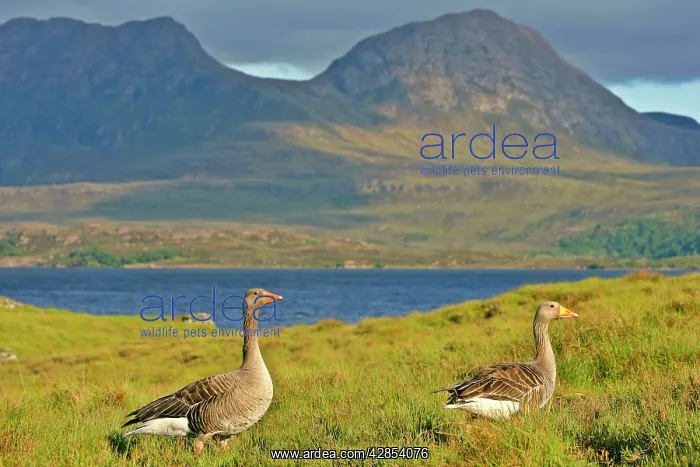 : Greylag Goose - two adults in front of lake and mountains : Greylag Goose - two adults in front of lake and mountains