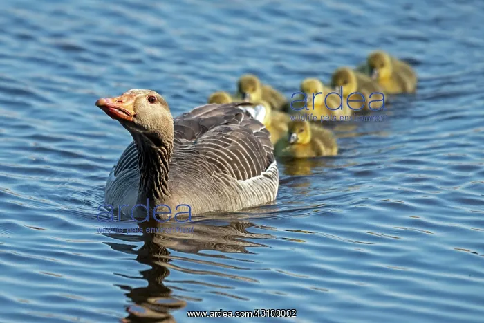 : Greylag goose (Anser anser), adult bird swimming : Greylag goose (Anser anser), adult bird swimming