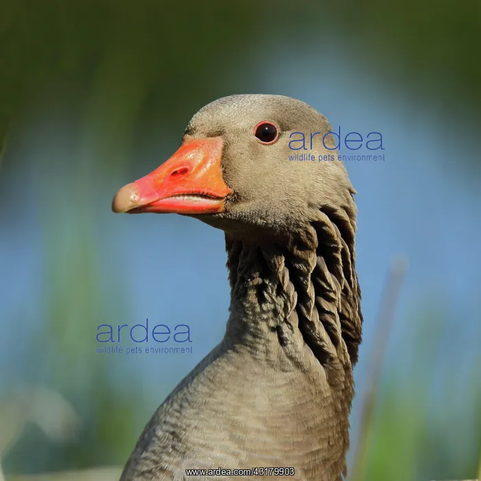 : Greylag goose (Anser anser), Animal portrait, Attentive : Greylag goose (Anser anser), Animal portrait, Attentive