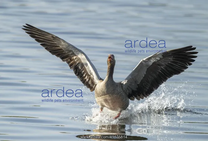: Greylag goose (Anser anser) approaching a body of water : Greylag goose (Anser anser) approaching a body of water