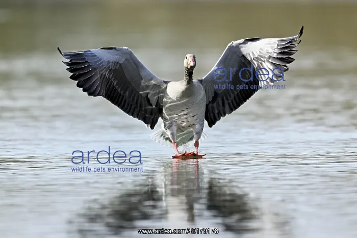 : Greylag goose (Anser anser), approaching the water : Greylag goose (Anser anser), approaching the water