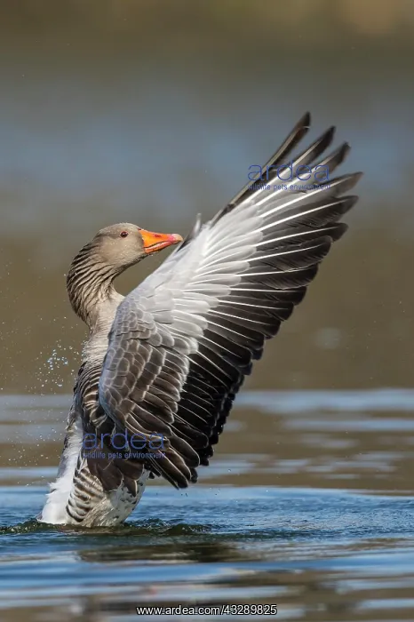  : Greylag goose ( anser anser) beats with the wings