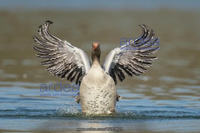 : Greylag goose ( anser anser) beats with the wings : Greylag goose ( anser anser) beats with the wings
