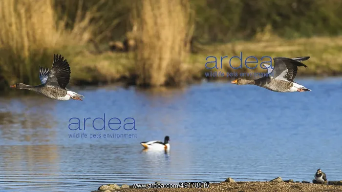 : Greylag Goose, Anser anser, bird in flight over winter marshes : Greylag Goose, Anser anser, bird in flight over winter marshes