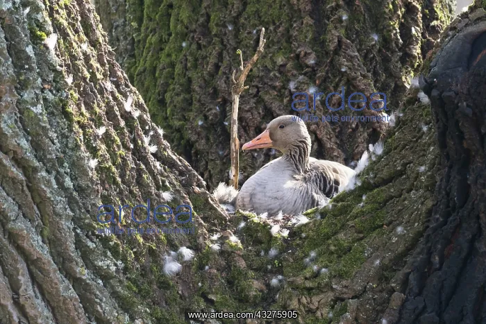 : Greylag goose (Anser anser), breeding on the nest : Greylag goose (Anser anser), breeding on the nest