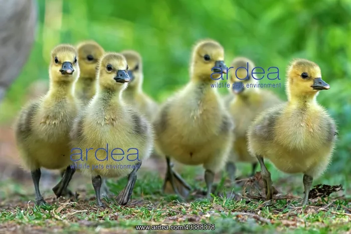 : Greylag goose (Anser anser) chick, wildlife, Germany : Greylag goose (Anser anser) chick, wildlife, Germany