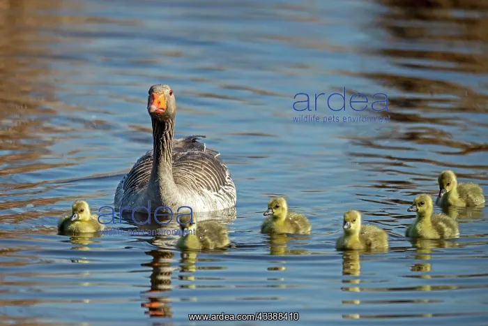 : Greylag goose (Anser anser), chick, wildlife, Germany : Greylag goose (Anser anser), chick, wildlife, Germany