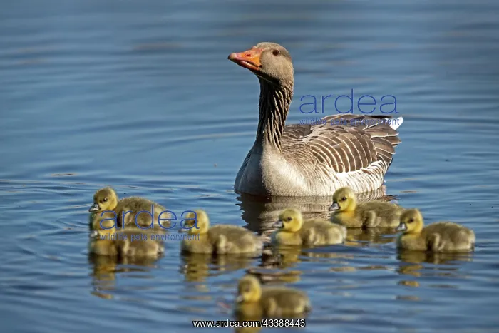 : Greylag goose (Anser anser), chick, wildlife, Germany : Greylag goose (Anser anser), chick, wildlife, Germany