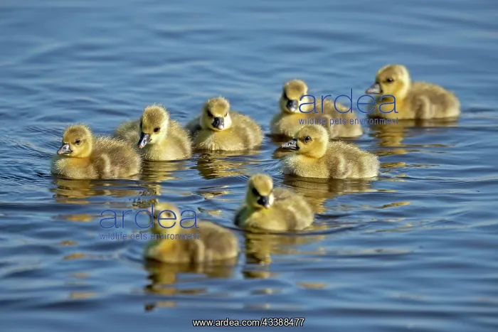 : Greylag goose (Anser anser), chick, wildlife, Germany : Greylag goose (Anser anser), chick, wildlife, Germany