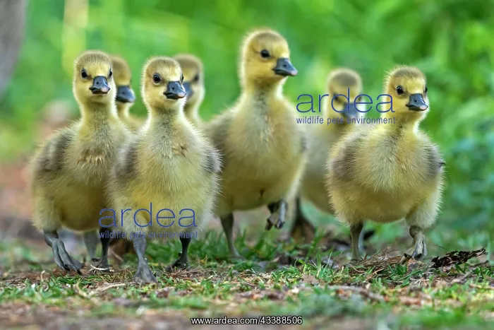 : Greylag goose (Anser anser), chick, wildlife, Germany : Greylag goose (Anser anser), chick, wildlife, Germany