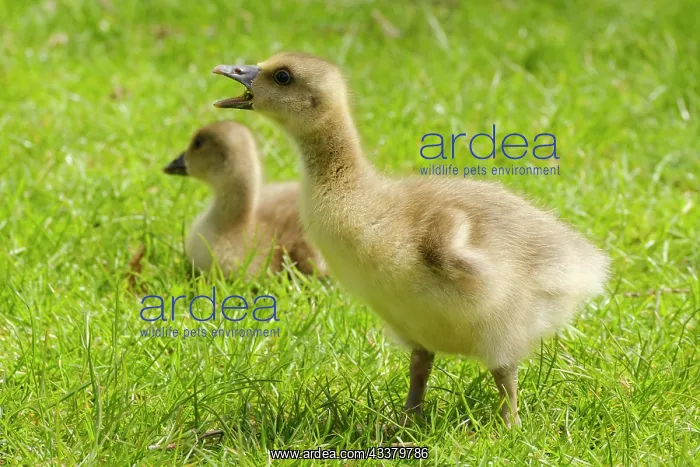 : Greylag Goose (Anser anser), chick, Lake Vienenb : Greylag Goose (Anser anser), chick, Lake Vienenb
