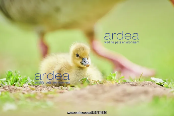 : Greylag goose (Anser anser) chick on a meadow, Bavaria : Greylag goose (Anser anser) chick on a meadow, Bavaria