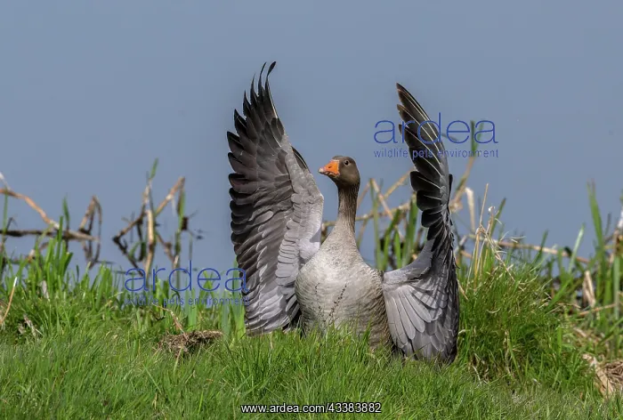 : Greylag goose, Anser anser, coming in to land by : Greylag goose, Anser anser, coming in to land by