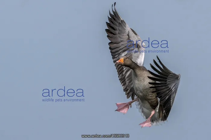 : Greylag goose, Anser anser, coming in to land by : Greylag goose, Anser anser, coming in to land by