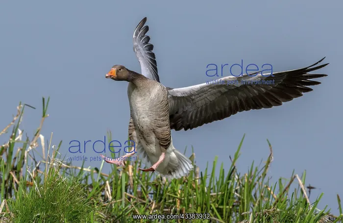 : Greylag goose, Anser anser, coming in to land by : Greylag goose, Anser anser, coming in to land by