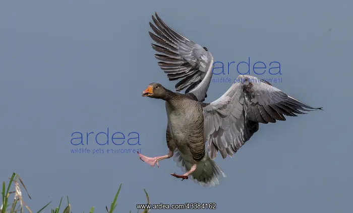 : Greylag goose, Anser anser, coming in to land by : Greylag goose, Anser anser, coming in to land by