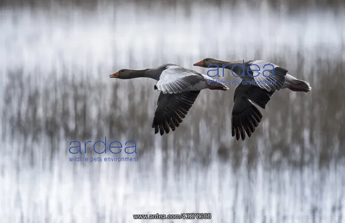 : Greylag Goose (Anser anser) couple in flight, T : Greylag Goose (Anser anser) couple in flight, T