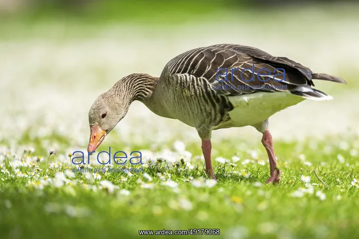 : Greylag goose (Anser anser) on a field