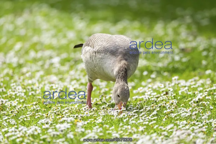 : Greylag goose (Anser anser) on a field : Greylag goose (Anser anser) on a field