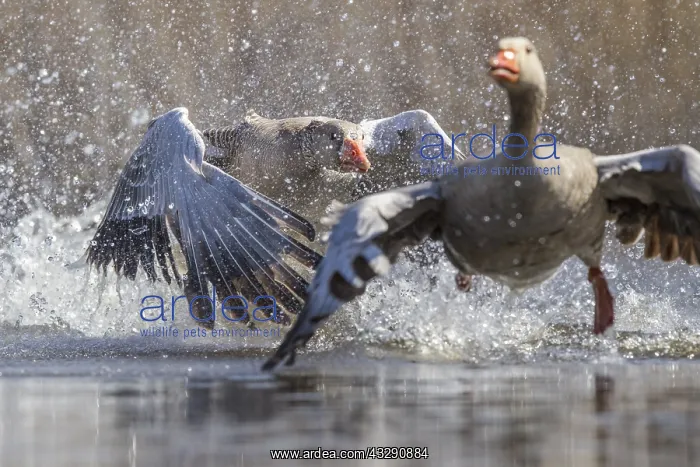 : Greylag Goose (Anser anser) fighting to defend : Greylag Goose (Anser anser) fighting to defend