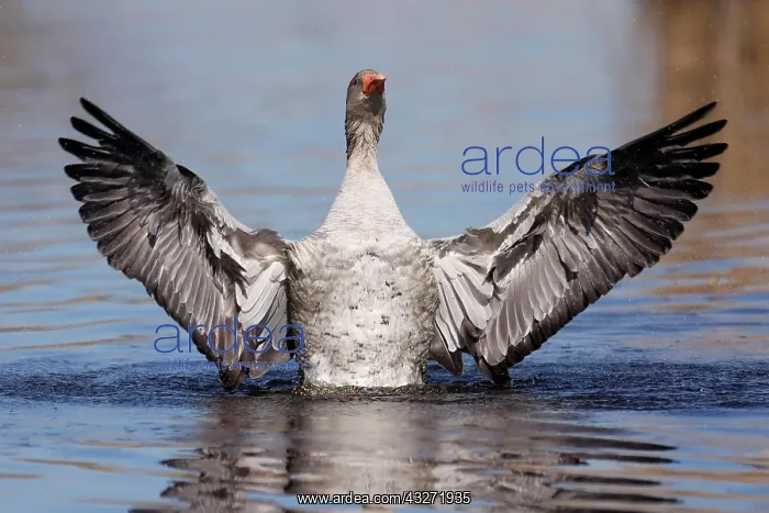 : Greylag goose (Anser anser) flapping its wings : Greylag goose (Anser anser) flapping its wings
