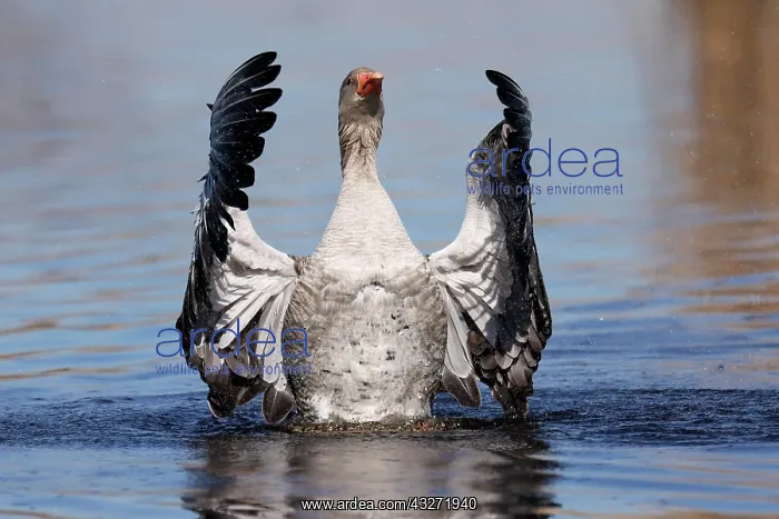 : Greylag goose (Anser anser) flapping its wings : Greylag goose (Anser anser) flapping its wings