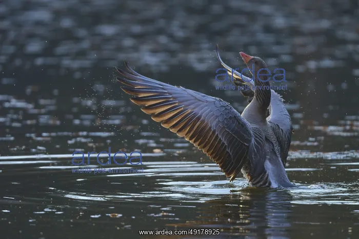 : Greylag goose (Anser anser), flapping its wings in the water : Greylag goose (Anser anser), flapping its wings in the water