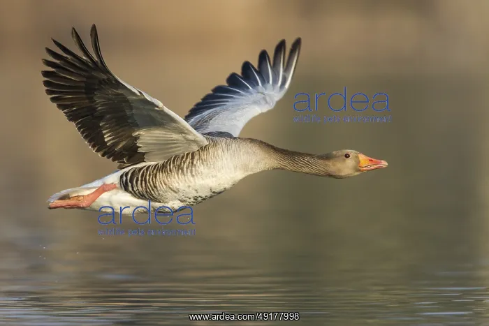 : Greylag Goose (Anser anser) flying : Greylag Goose (Anser anser) flying