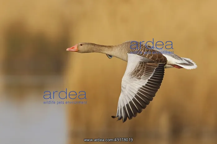 : Greylag Goose (Anser anser) flying : Greylag Goose (Anser anser) flying