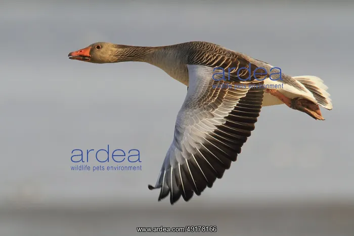 : Greylag Goose (Anser anser) flying : Greylag Goose (Anser anser) flying