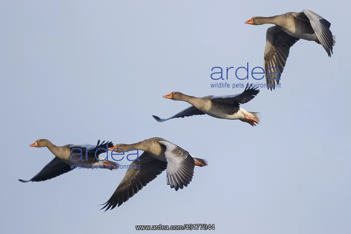  : Greylag Goose (Anser anser) flying, Netherlands