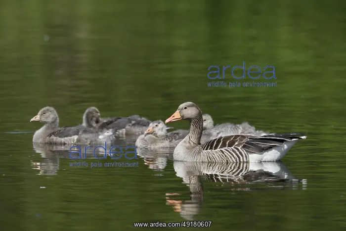 : Greylag goose (Anser anser) with goslings : Greylag goose (Anser anser) with goslings