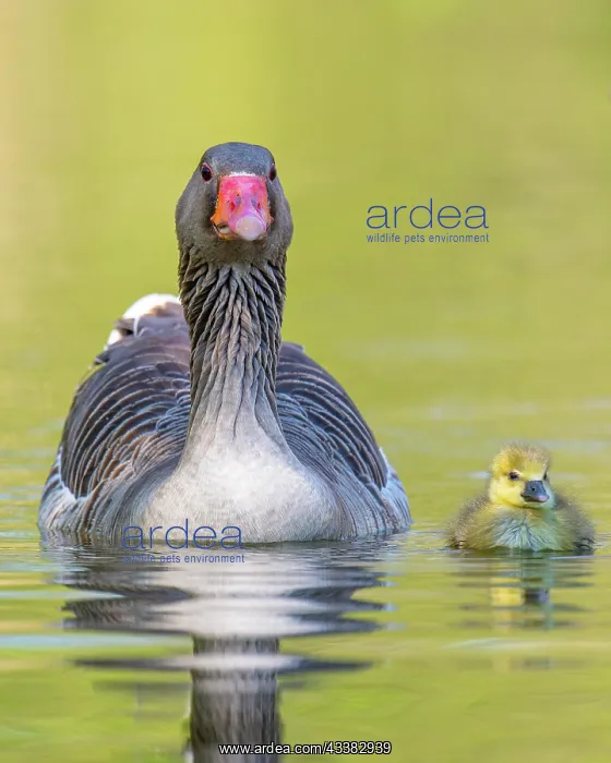 : Greylag goose (anser anser) with goslings on a lake : Greylag goose (anser anser) with goslings on a lake