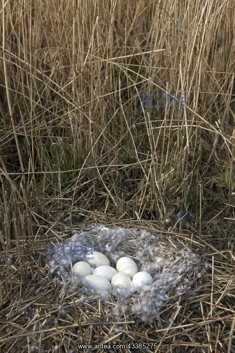 : Greylag Goose (Anser anser), Graylag Goose nest : Greylag Goose (Anser anser), Graylag Goose nest
