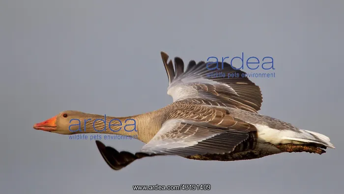 : Greylag goose (Anser anser), Greylag goose in flight : Greylag goose (Anser anser), Greylag goose in flight