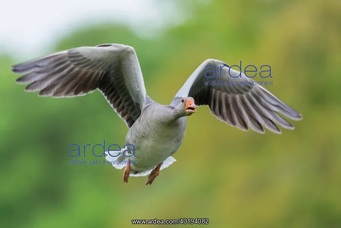 : Greylag goose (Anser anser), Hanover, Lower Saxony : Greylag goose (Anser anser), Hanover, Lower Saxony