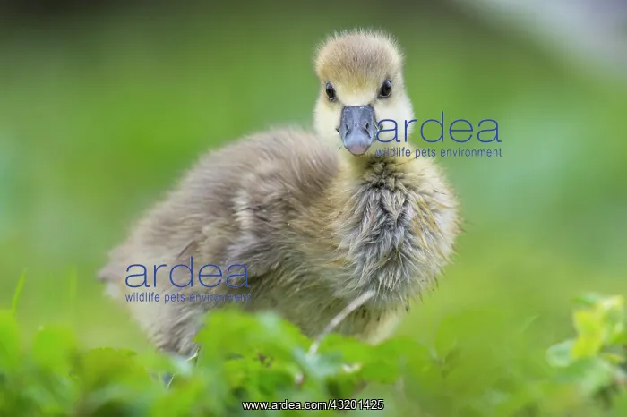 : Greylag goose ( anser anser) Hanover, Lower Saxony : Greylag goose ( anser anser) Hanover, Lower Saxony