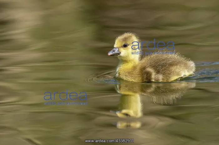 : Greylag goose (anser anser), Hanover, Lower Saxony : Greylag goose (anser anser), Hanover, Lower Saxony