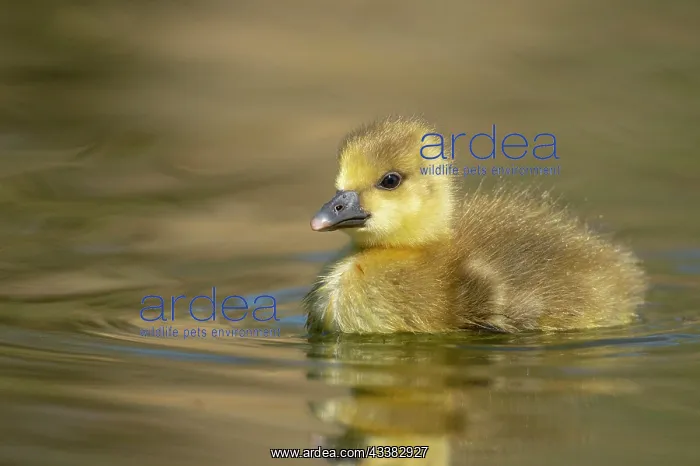 : Greylag goose (anser anser), Hanover, Lower Saxony : Greylag goose (anser anser), Hanover, Lower Saxony