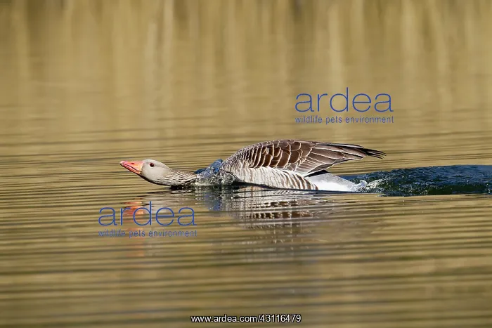 : Greylag Goose (Anser anser) intimidating on water : Greylag Goose (Anser anser) intimidating on water