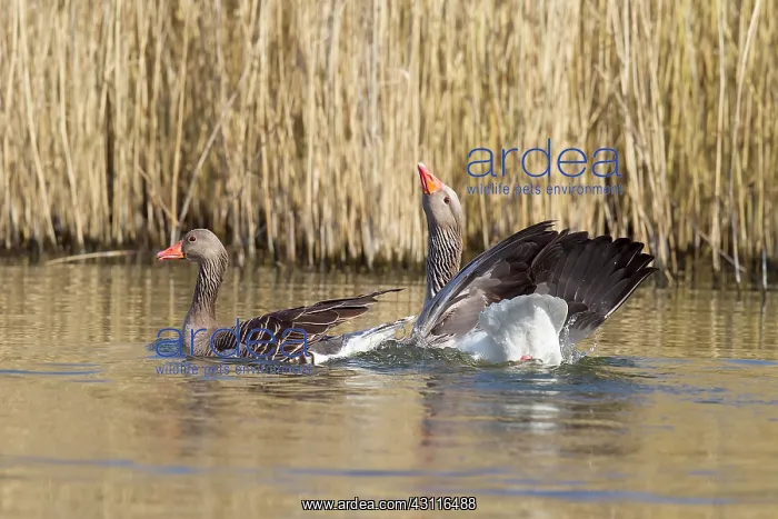 : Two Greylag Goose (Anser anser) just after mating : Two Greylag Goose (Anser anser) just after mating