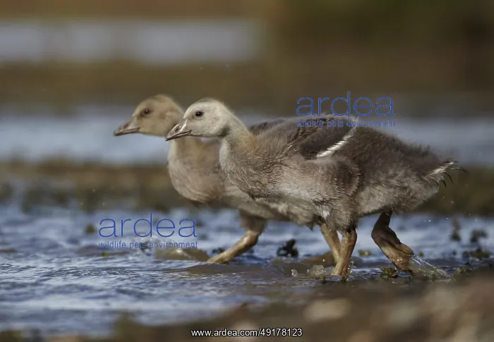  : Greylag Goose (Anser anser) juvenile