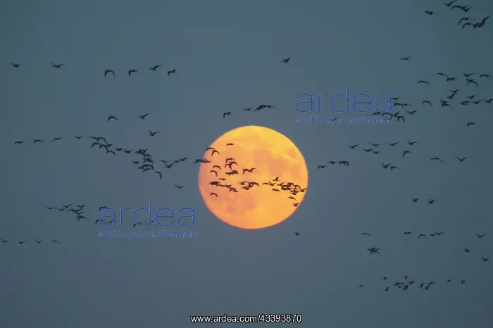: Greylag Goose (Anser anser) l, autumn bird migra : Greylag Goose (Anser anser) l, autumn bird migra