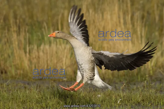 : Greylag Goose (Anser anser) landing, Den Helder : Greylag Goose (Anser anser) landing, Den Helder