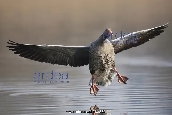 : Greylag goose (Anser anser) landing in water : Greylag goose (Anser anser) landing in water