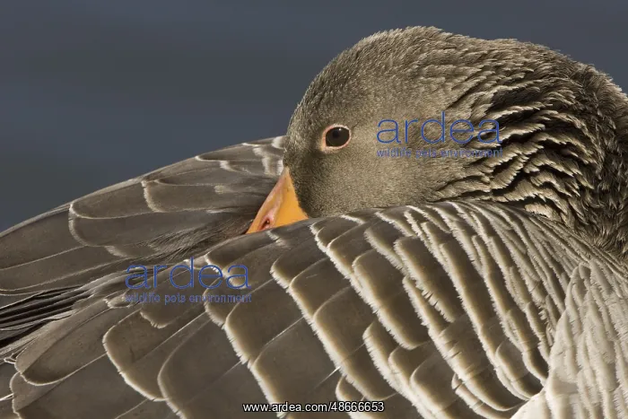  : Greylag Goose (Anser anser), Lower Saxony, Germany, Europe